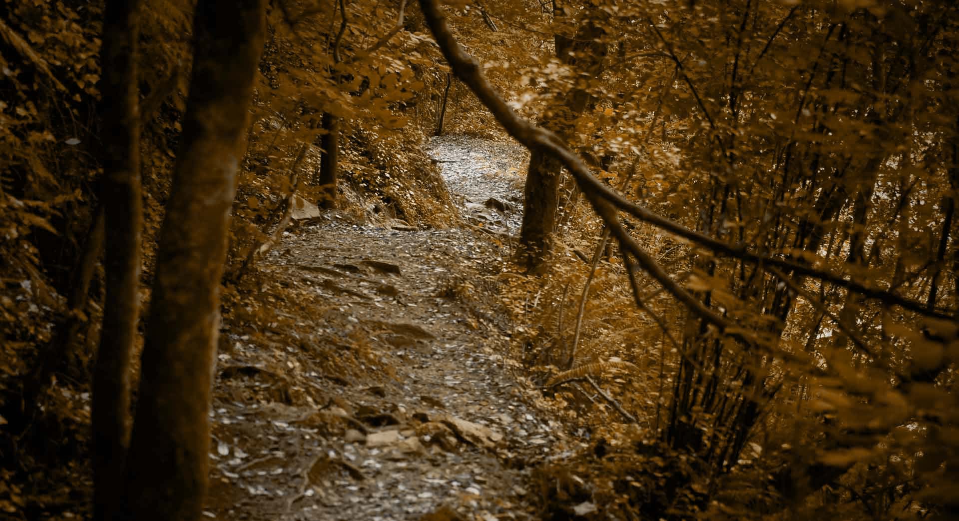 Bosque